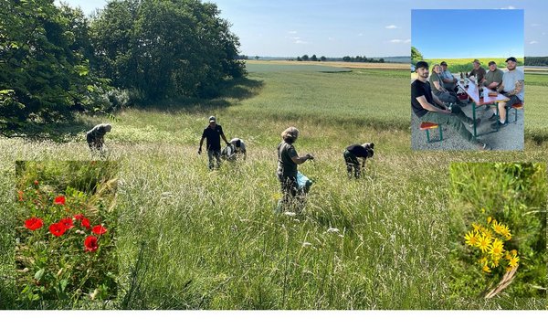 Menschen pflücken Gras auf einer blühenden Wiese unter klarem Himmel. Kleine Bilder zeigen rote und gelbe Blumen. Zusätzlich sitzen mehrere Menschen an einem Tisch am Feldrand.