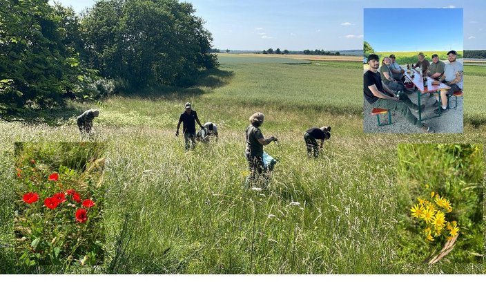 Menschen pflücken Gras auf einer blühenden Wiese unter klarem Himmel. Kleine Bilder zeigen rote und gelbe Blumen. Zusätzlich sitzen mehrere Menschen an einem Tisch am Feldrand.